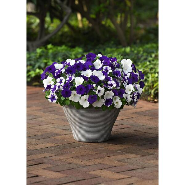 Unbranded. 4 PK Petunia 'Deja Vu' Annual Plant with Assorted
