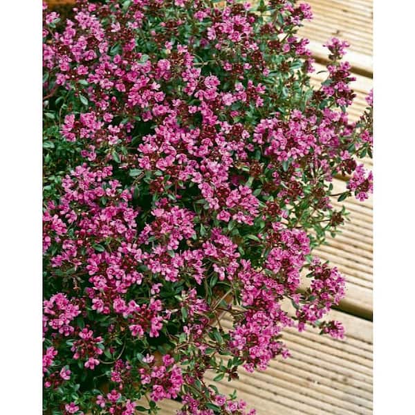 BELL NURSERY 1 Gal. Red Creeping Thyme (Thymus Praecox) Live Flowering Full  Sun Perennial Groundcover Plant THYME1PRA1PK - The Home Depot