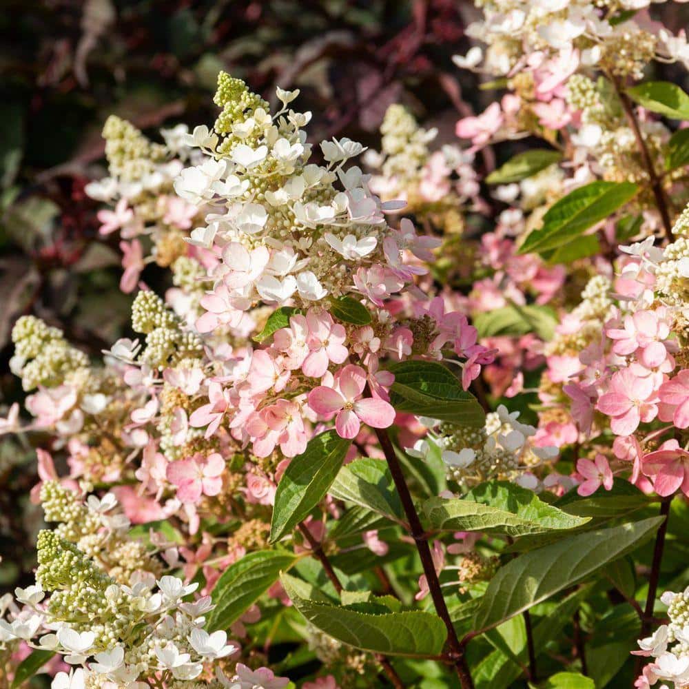 DIRECT GARDENING 2 Gal. Pot, Flare Hydrangea Bush Potted Pink