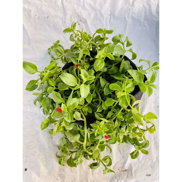 Mesembryanthemum Cordifolium with Red Flowers