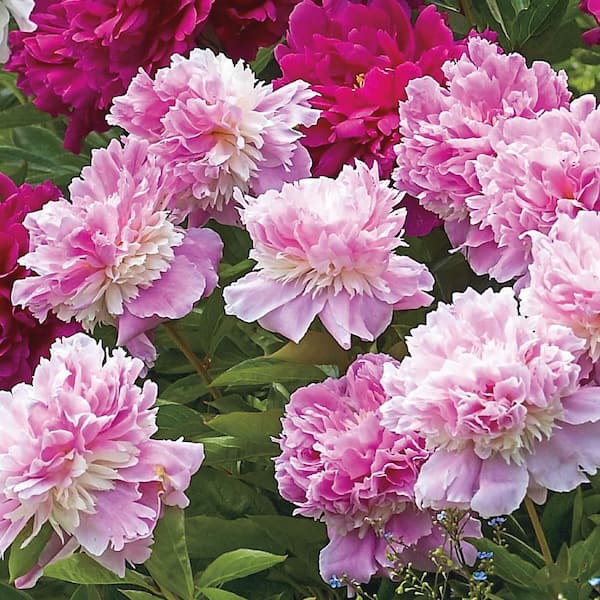 Spring Hill Nurseries Pink Flowers Light Pink Double Peony Paeonia Live Bareroot Perennial Plants 5 Pack The Home Depot