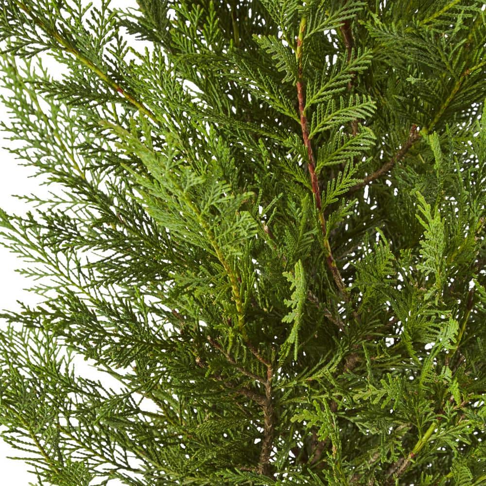 3 Gallon Leyland Cypress Evergreen Privacy Shrub
