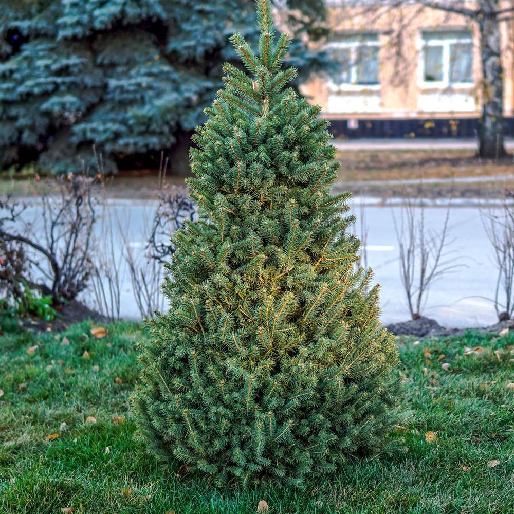 Spring Hill Nurseries 20 in. to 20 in. tall Norway Spruce Picea, Live  Bareroot Evergreen Tree 20 Pack 20