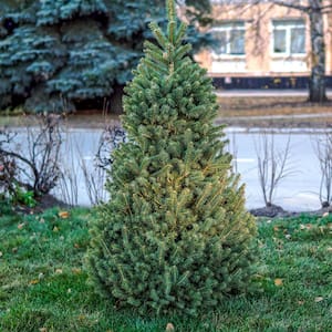 2.25 Gal. Pot, Norway Spruce (Picea), Live Evergreen Tree (1-Pack)