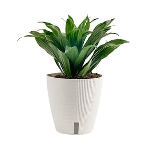 Grower's Choice Dracaena Indoor Plant in 6 in. Self-Watering Decor Pot, Average Shipping Height 1-2 ft. Tall