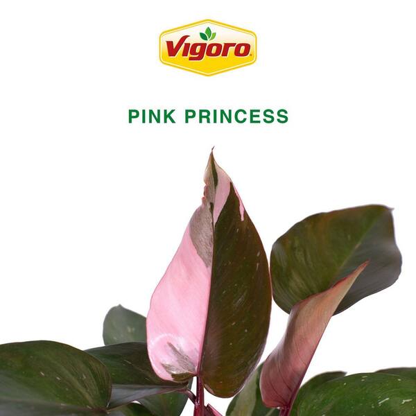Vigoro Pink Princess Philodendron Plant in 6in. White Decor Pot