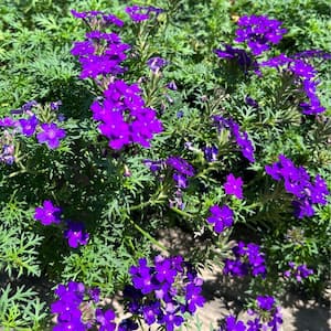 #1 Container Blue Garden Verbena Perennial Plant (4-Pack)