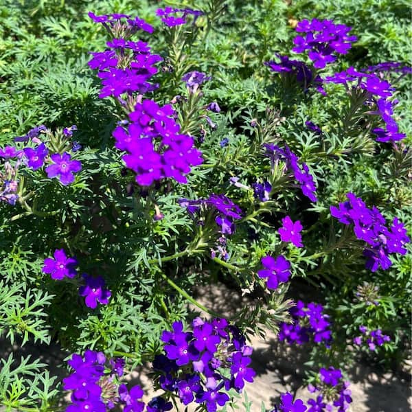 Alder & Oak #1 Container Blue Garden Verbena Perennial Plant (4-Pack)