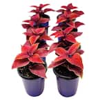 1.38 Pt. Coleus Plant Oxblood Red in 4.5 In. Grower's Pot (8-Plants)