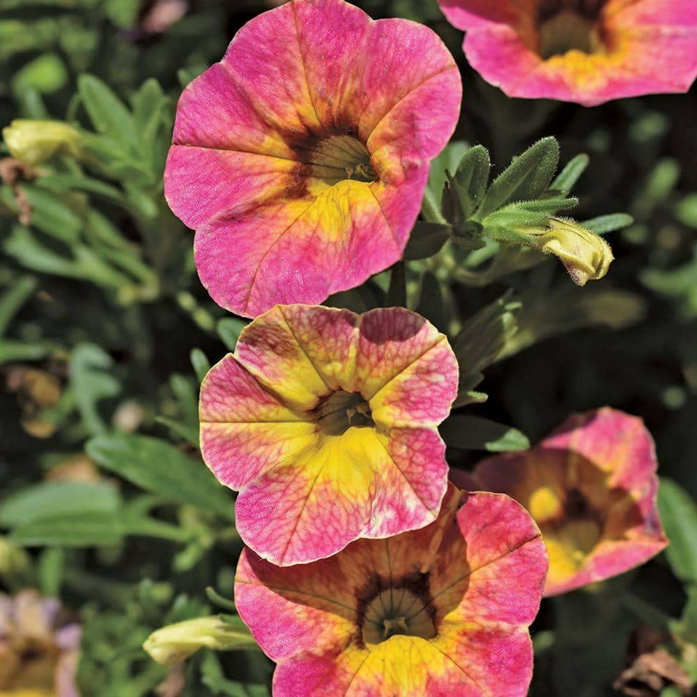 Vigoro 1 qt. Cha Diva Hot Pnk Calibrachoa Annual Plant With Pink