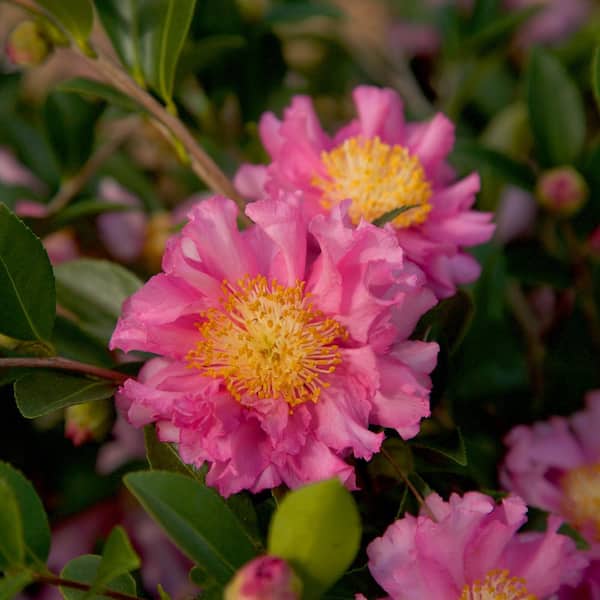 SOUTHERN LIVING 2 Gal. October Magic Carpet Camellia Shrub with Frilled Double Pink Autumn Flowers