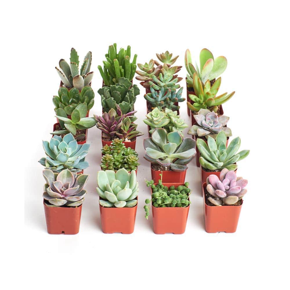 2 in. Unique Succulent (Collection of 20)