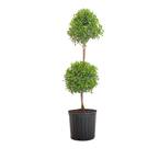 38 in. to 41 in. T Eugenia Topiary Standard Shrub Live Outdoor Euginia Myrtifolia Shipped in 9.25 in. Grower Pot