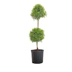 Eugenia Globe Topiary - Live Plant store in a 10 Inch Pot - Eugenia Myrtifolium - Beautifully Pruned Outdoor Topiary for Patios and Outdoor Decor