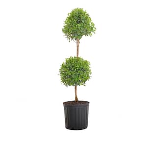Eugenia Myrtifolia Topiary Shipped in 9.25 inch Grower Pot