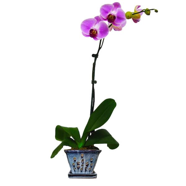Beautiful MultiColor Spring Floral Porcelain Orchid Pot Brass Ormolu Accents 5" 