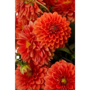 1 Gal. Royale, Dalina Grande Emilio (Dahlia), Live Plant, Orange Flowers