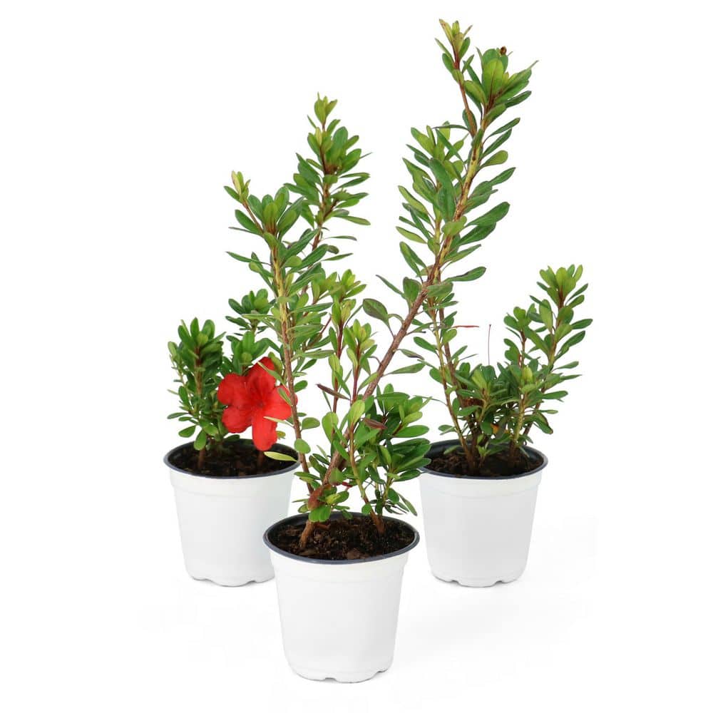 national PLANT NETWORK 4 in. Azalea FlorAmore Red Shrub (3-Pack