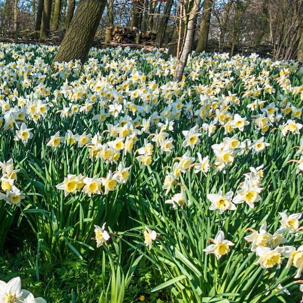 Van Bourgondien Shade Daffodil Bulb Mixture 100-Pack