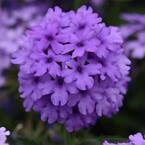 2.5 Qt. EnduraScape Blue Improved Verbena Plant with Light Purple Blooms