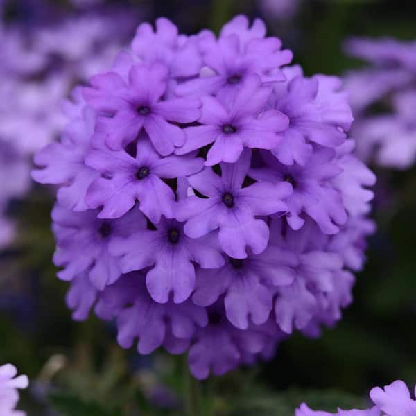 National Plant Network 2.5 Qt. EnduraScape Blue Improved Verbena Plant with Light Purple Blooms