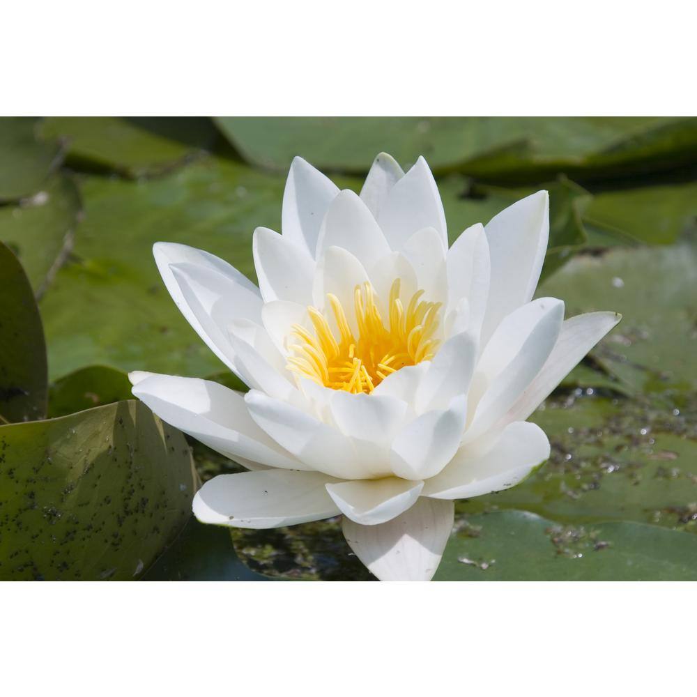 VAN ZYVERDEN Premium Series Water Lily Hermine Kit 83623 The Home Depot