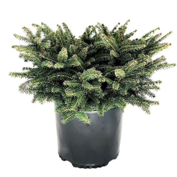 Unbranded 2.25 Gal. Nest Spruce (Picea Abies Nidiformis) Live Evergreen Shrub (1-Each)