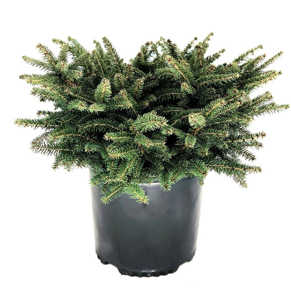 2.25 Gal. Nest Spruce (Picea Abies Nidiformis) Live Evergreen Shrub (1-Each