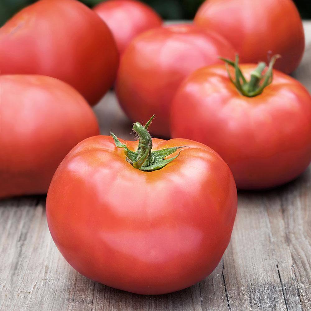 Bonnie Plants 19 oz. Atkinson Tomato Plant 0223 The Home Depot