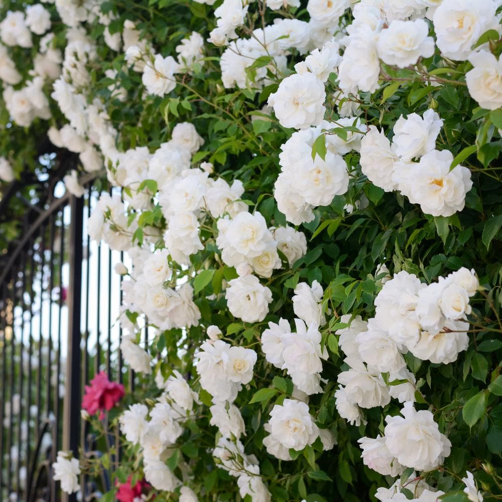 national PLANT NETWORK Bareroot Iceberg Climbing Rose (2Piece) HD1400