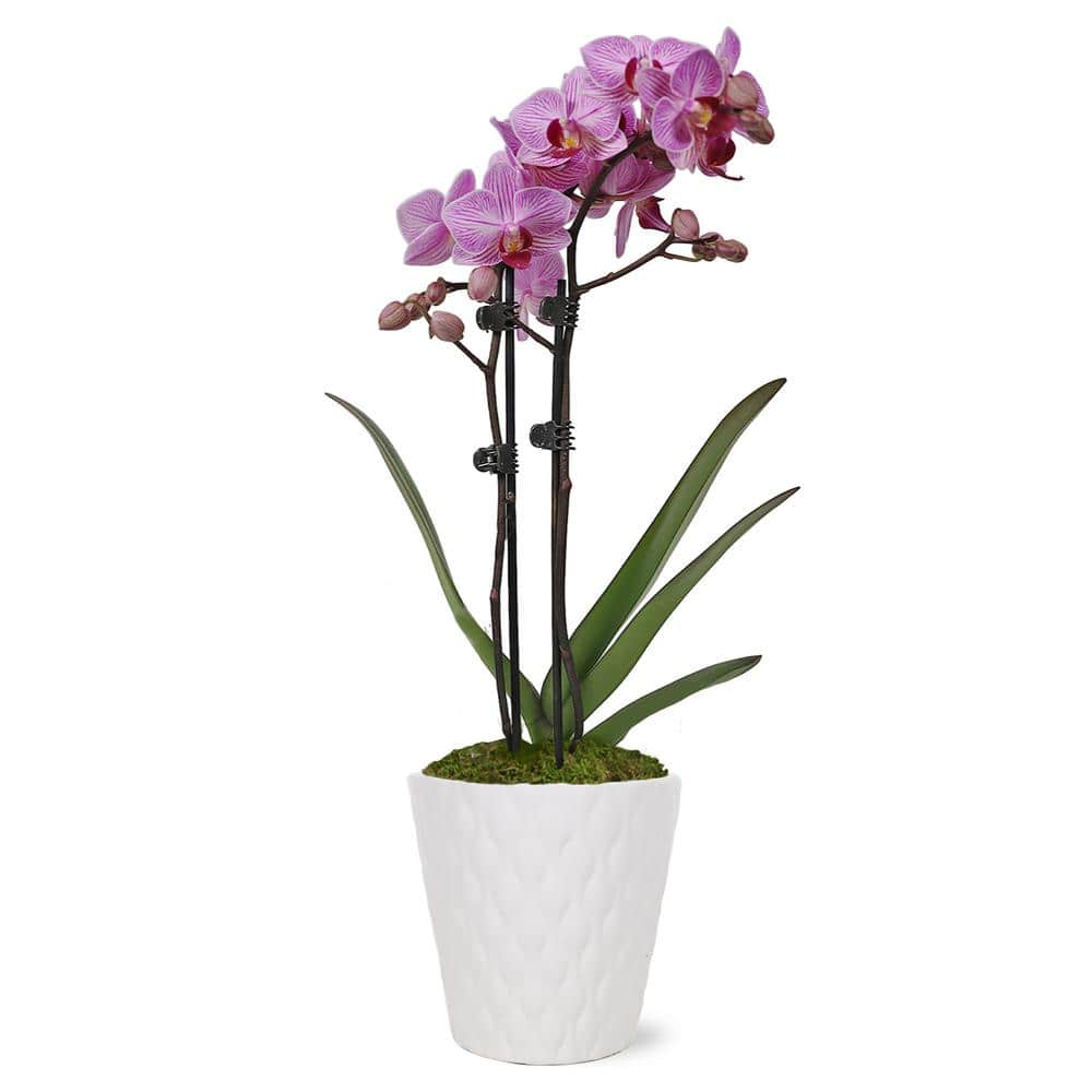 Orchid (Phalaenopsis) Petite Pink Plant in 3 in. White Ceramic Pottery -  Just Add Ice, J5003