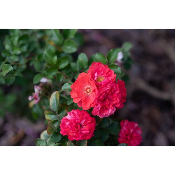 KNOCK OUT 3 Gal. Coral Knock Out Rose Bush with Brick Orange to Pink  Flowers 21308 - The Home Depot