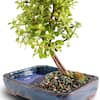 brussel-s-bonsai-bonsai-trees-dt-9050wp-e1.1