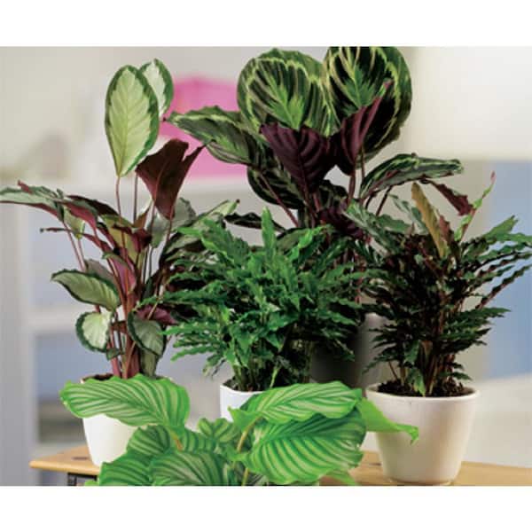 Low Light - House Plants - The Home Depot
