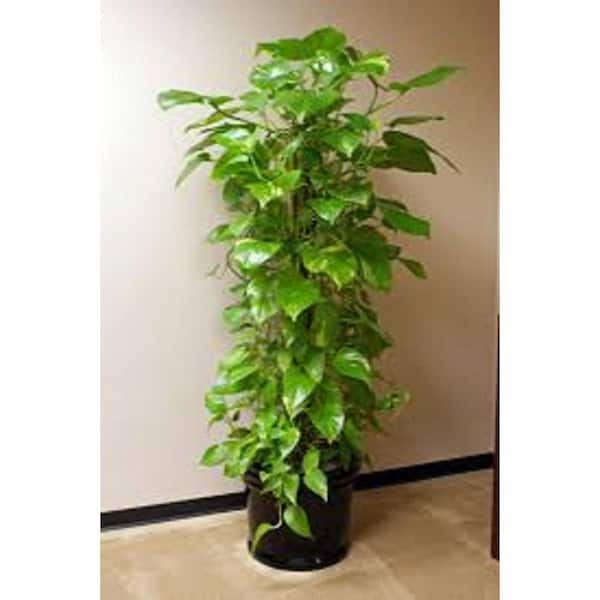10 Gal. Totem Pole Golden Pothos Plant in 15 in. Pot