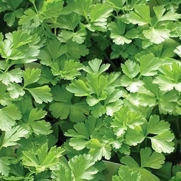 6.1 in. Parsley Healthy Seed Grow Kit