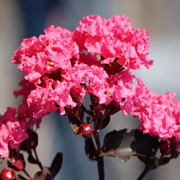 1 Gal. Shell Pink Crape Myrtle Tree