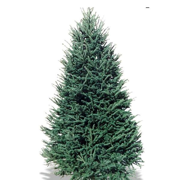 SEXTON CHRISTMAS/CONSIGN 7-8 ft. Freshly Cut Live Abies Balsam Fir Christmas Tree