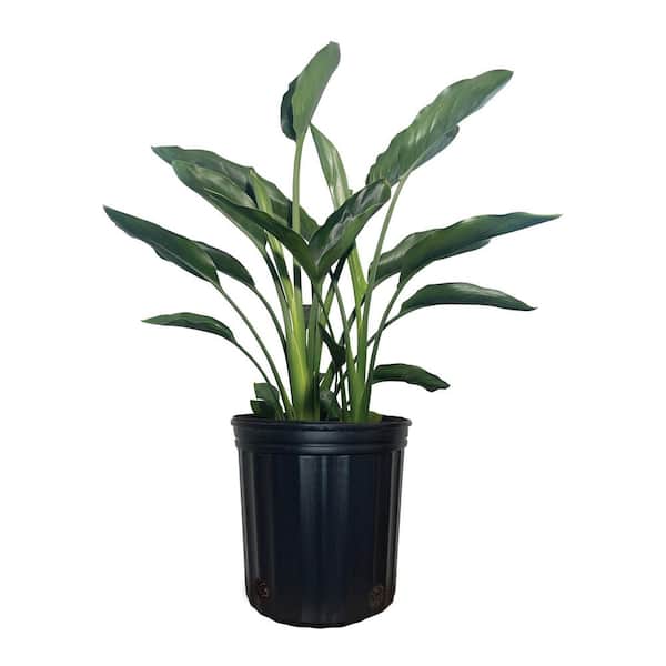 1.72 Gal. Bird of Paradise Tropical Flowering Plant with Orange Flowers (1-Pack)