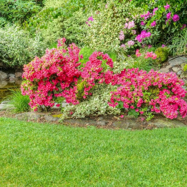 national PLANT NETWORK 2.25 Gal. Hershey Orange Azalea Plant with