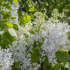 2 Qt. Bloomables Lilac New Age White Syringa Shrub with White Flowers in Stadium Pot
