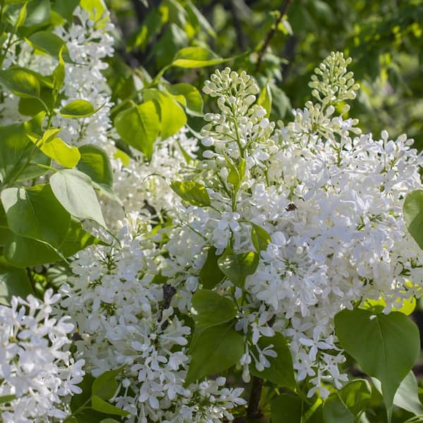 BLOOMABLES 2 Qt. Bloomables Lilac New Age White Syringa Shrub with White Flowers in Stadium Pot