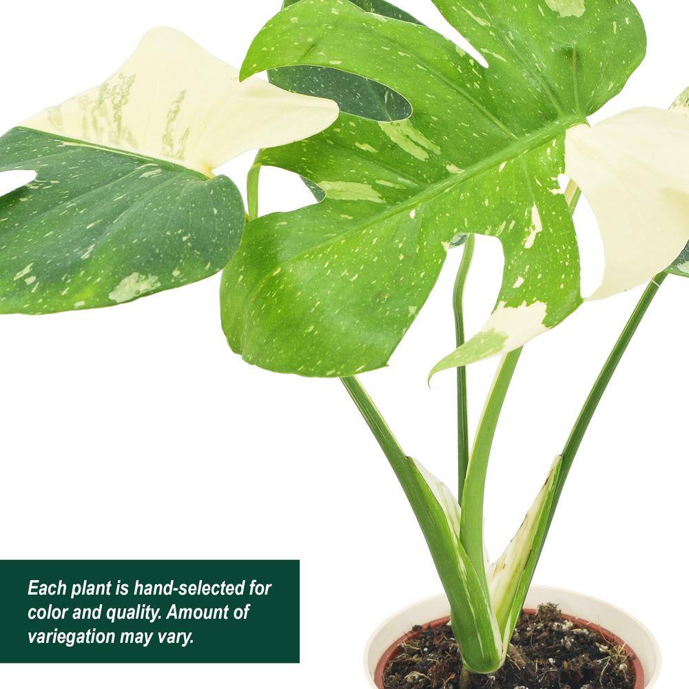 Monstera Thai Constellation in Beige Plastic Planter
