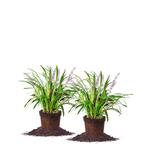 #1 Variegated Liriope Shrub (2-Pack)