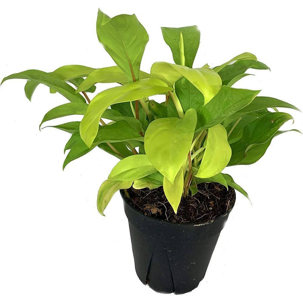 golden.pothos Pothos Golden – Ricardo's Nursery main image 1
