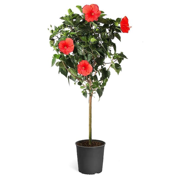3 Gal. Red Tropical Hibiscus Flowering Tree