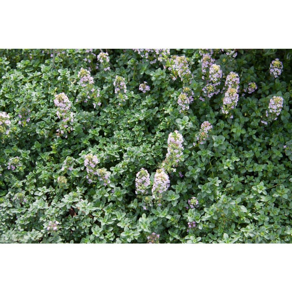 Bell Nursery 4 In Creeping Thyme Live Flowering Full Sun Perennial Groundcover Plant 6 Pack 4817