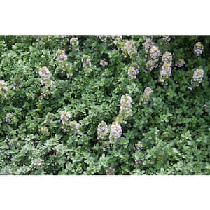 4 in. Creeping Thyme Live Flowering Full Sun Perennial Groundcover Plant (6-Pack)