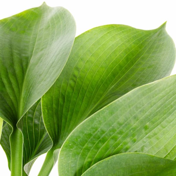 2 Qt. Sieboldiana Elegans Hosta Perennial Plant (3-Pack)