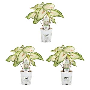 2 QT. Caladium Angel Wings Heart to Heart White Wonder White and Green Annual Plant (3-Pack)